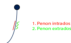 Apprendre à barrer avec les penons 