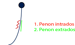 Apprendre à barrer avec les penons 